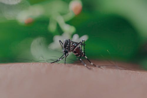 Comment se fait il que les moustiques piquent certaines personnes et pas dautres Comment se fait-il que les moustiques piquent certaines personnes et pas d'autres?