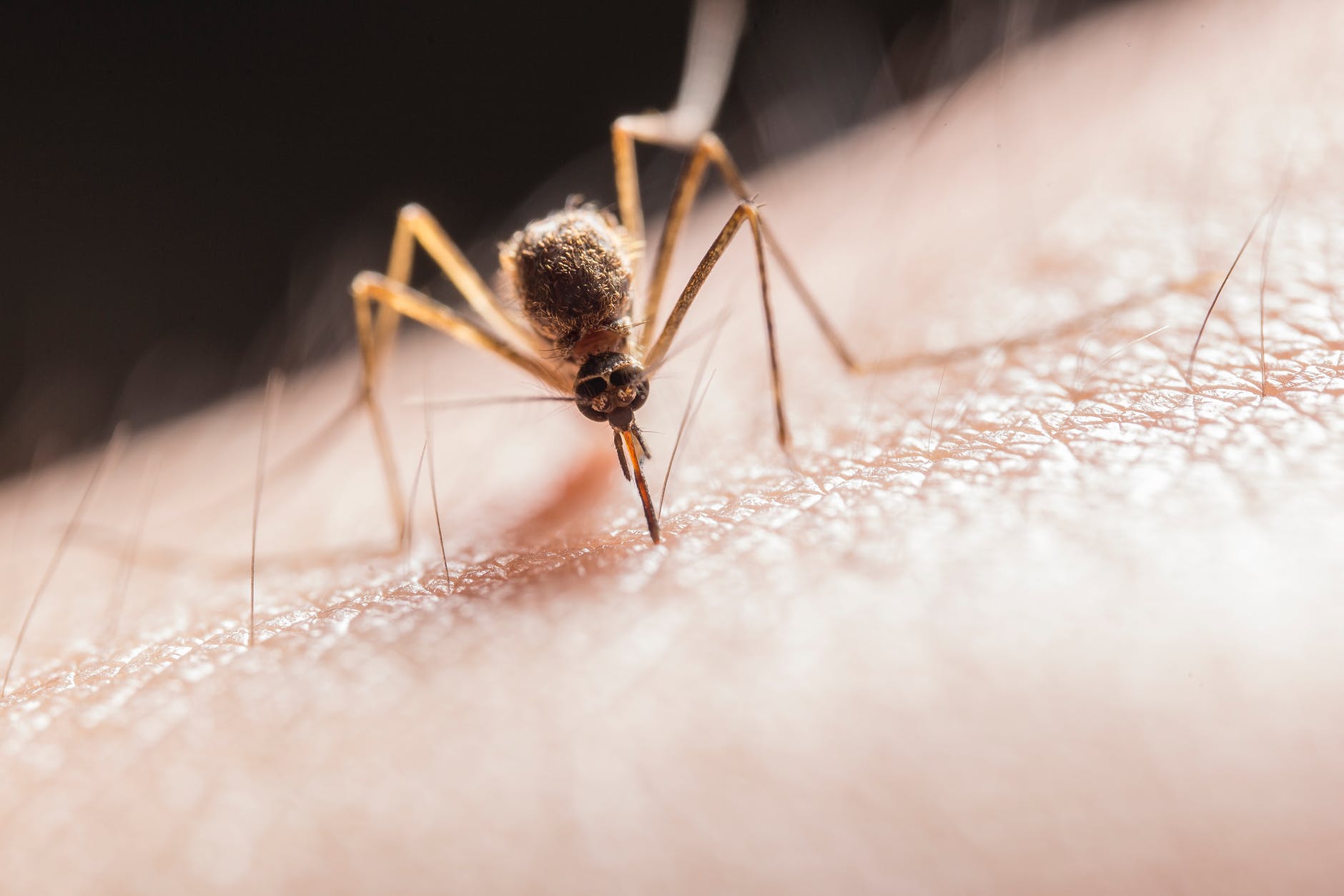 moustiques attaque groupe sanguin