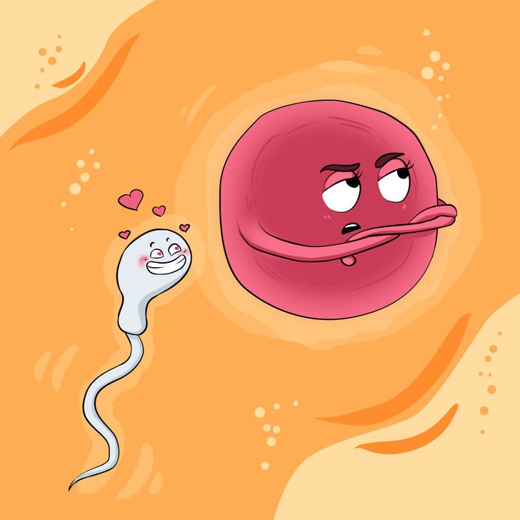 Saviez vous que cest lovule qui choisit le sperme et non linverse 2 Saviez-vous que c'est l'ovule qui choisit le sperme et non l'inverse ?