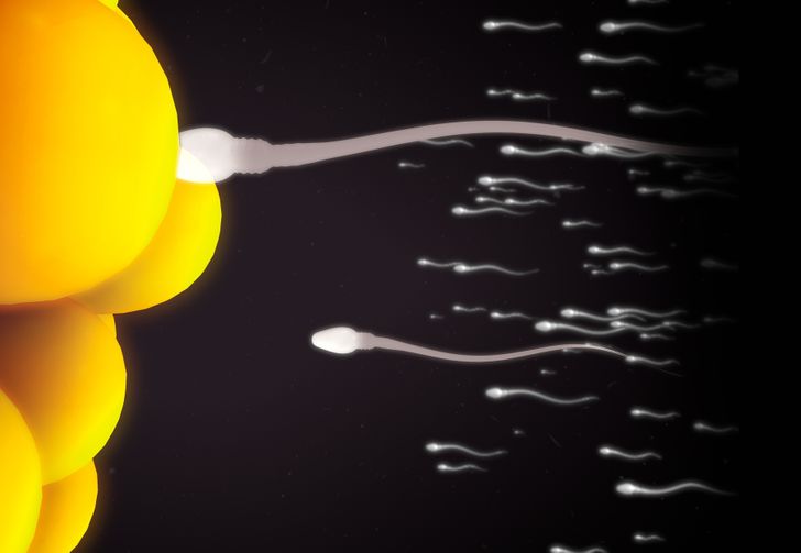 Saviez vous que cest lovule qui choisit le sperme et non linverse 5 Saviez-vous que c'est l'ovule qui choisit le sperme et non l'inverse ?