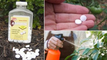 Désormais, vous utiliserez toujours l’aspirine dans votre jardin