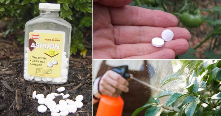 aspirine dans le jardin