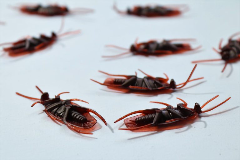 cafards en plastique