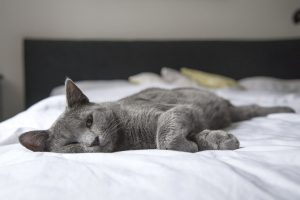 8 conseils pour prévenir les maladies rénales chez les chats