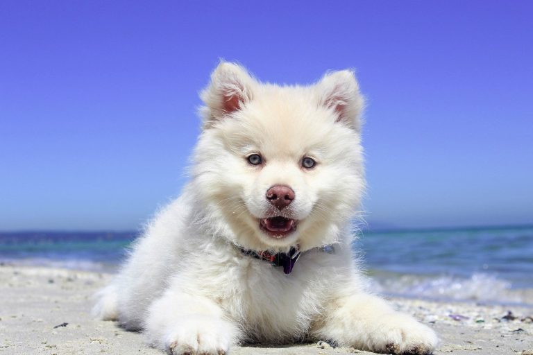 chien pour famille