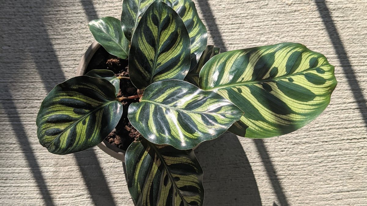 Calathea