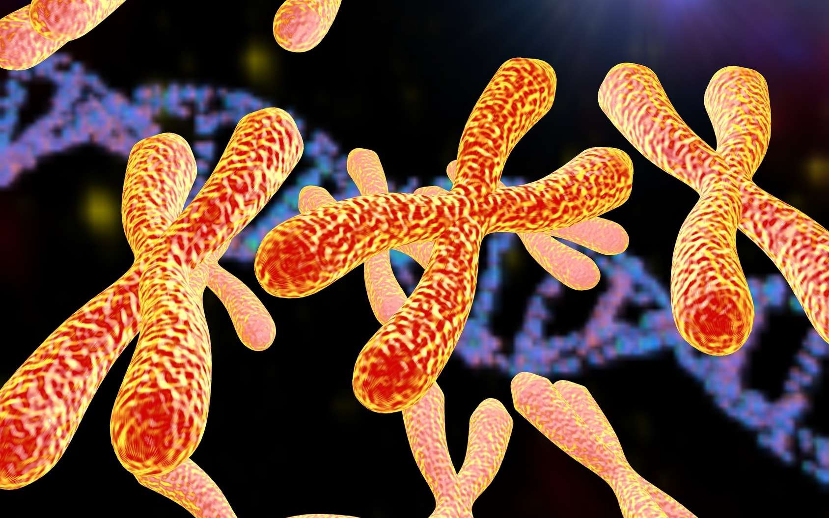 Combien de chromosomes y a-t-il dans le génome humain
