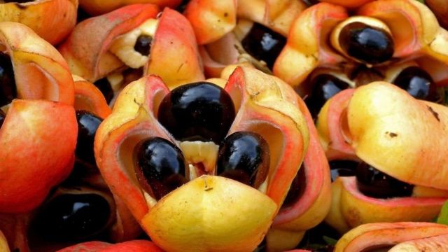 L'Ackee