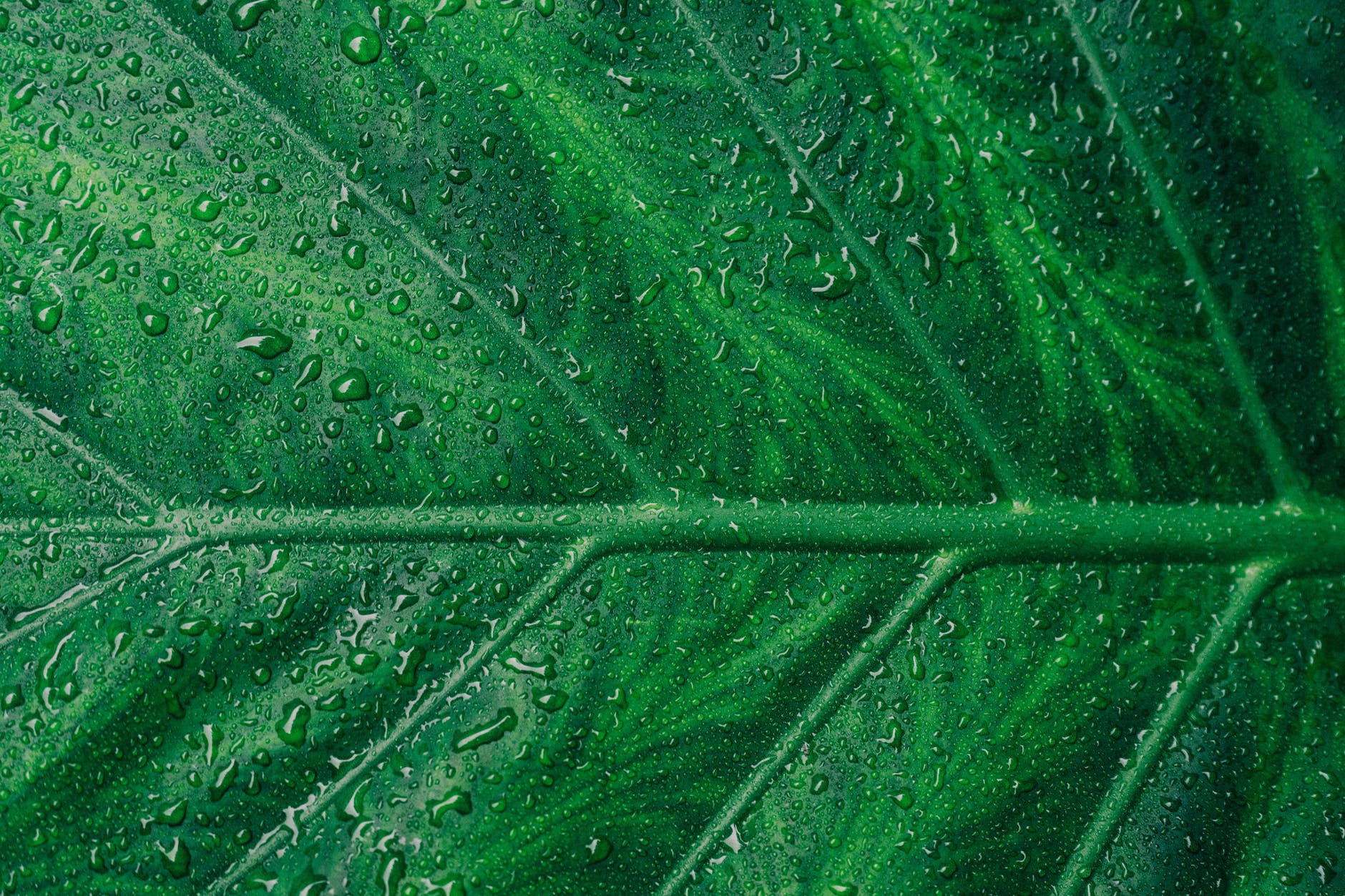 Le pigment vert d'une feuille s'appelle : Chlorophylline, Chloroplaste, ou Chlorophylle