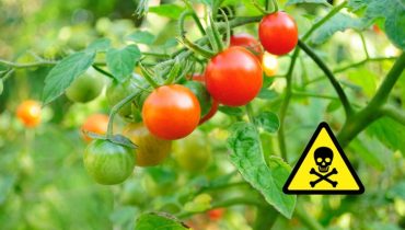 Ne mangez plus de tomates si vous avez l’un de ces 10 problèmes de santé