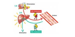 10 moyens naturels d’augmenter votre taux de cholestérol HDL