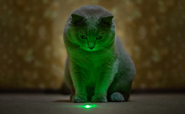 pointeur laser pour jouer avec votre chat