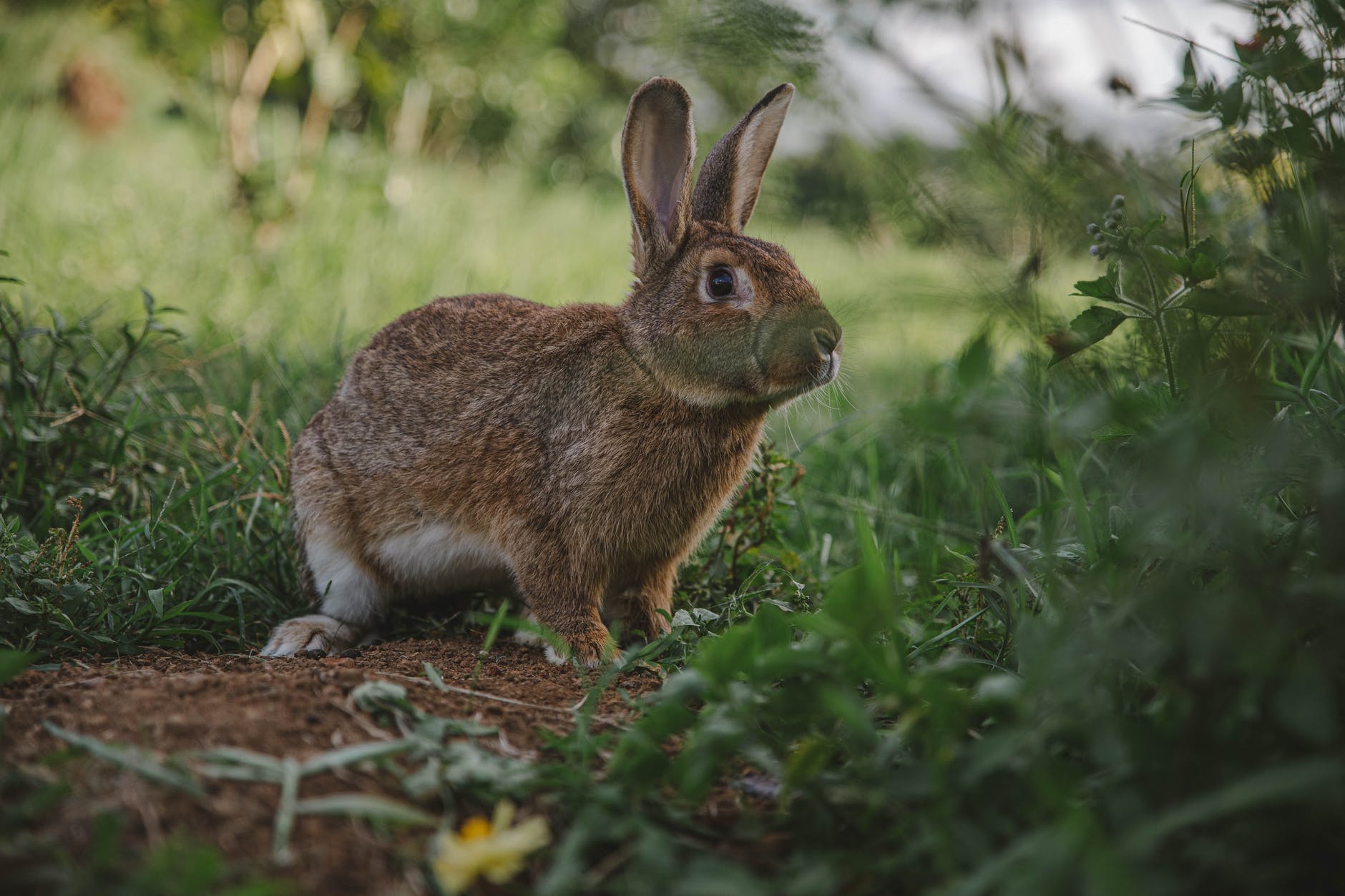 animal sauvage lapin