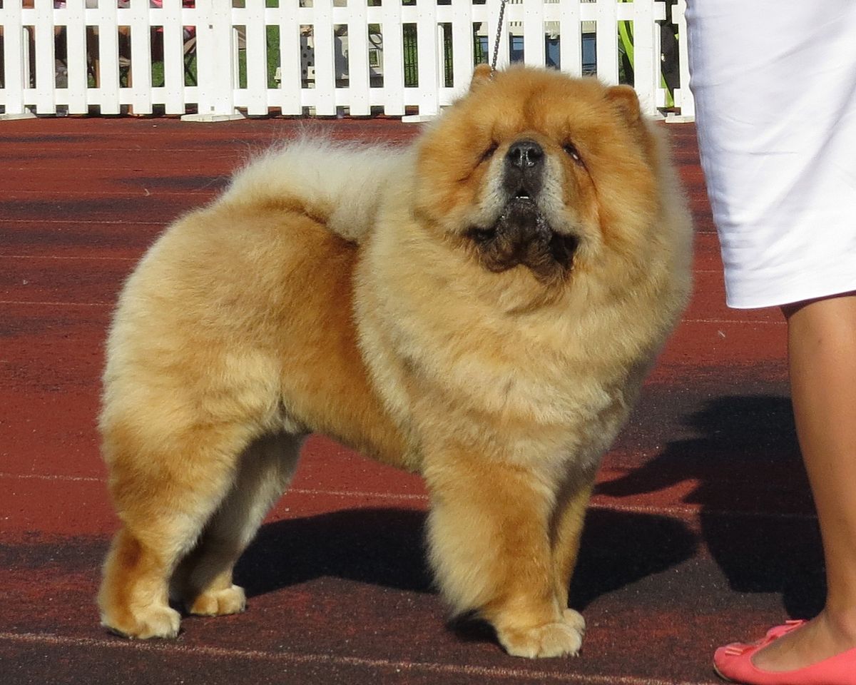 Chow Chow