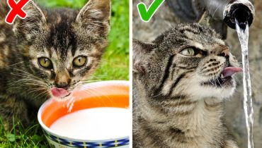 9 nourritures à éviter pour votre chat, peu importe à quel point il en réclame