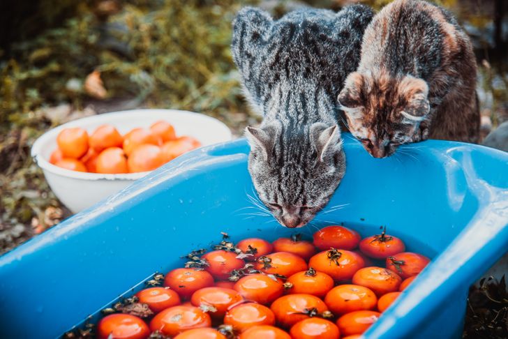 Tomates