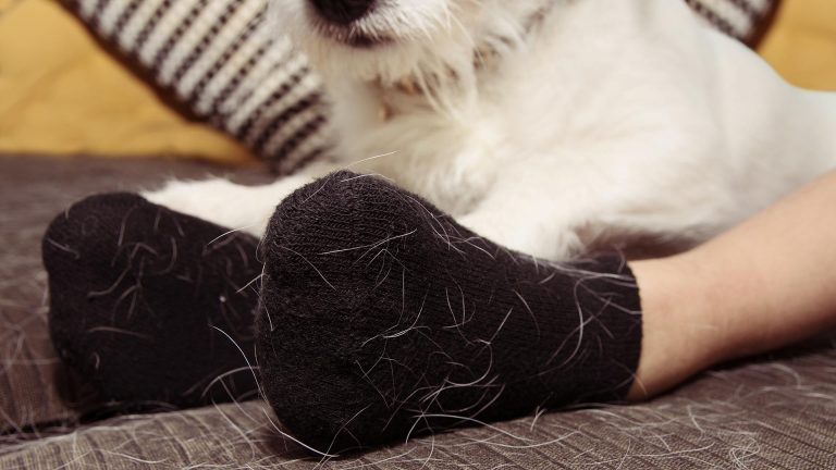Les chats et les chiens poils