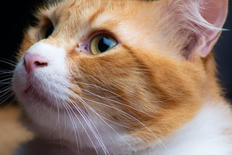 4 raisons pourquoi votre chat fixe le mur, le vide ou l'espace