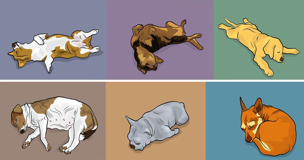6 positions de sommeil de votre chien et ce qu’elles révèlent sur sa personnalité00 positions de sommeil de votre chien et ce qu’elles révèlent sur sa personnalité