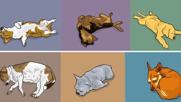 positions de sommeil de votre chien et ce qu’elles révèlent sur sa personnalité