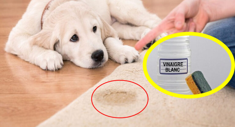 vinaigre blanc animaux odeur