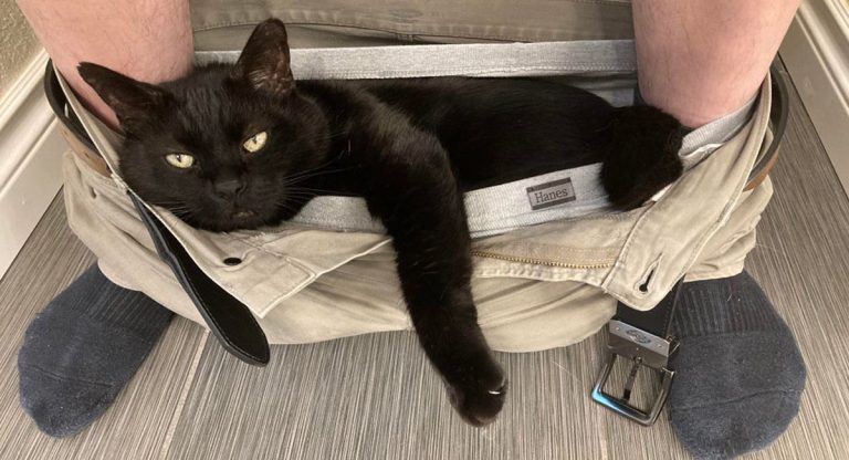 7 raisons qui expliquent pourquoi votre chats vous suit aux toilettes