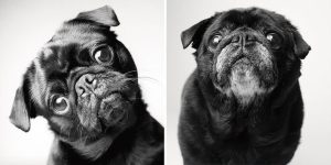 7 signes de vieillissement de votre chien : un projet photographique profondément touchant