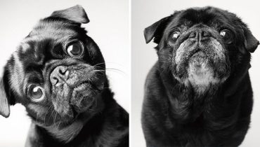 7 signes de vieillissement de votre chien : un projet photographique profondément touchant