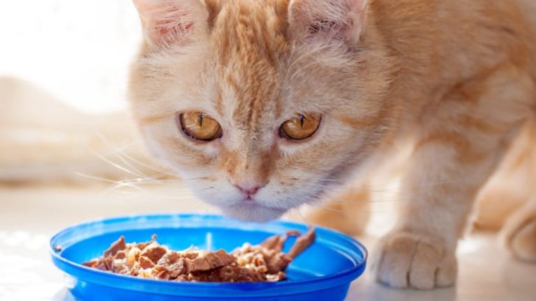 chat a cessé de manger sa nourriture