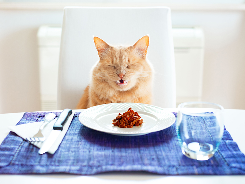 Pourquoi mon chat refuse-t-il de manger sa nourriture ?