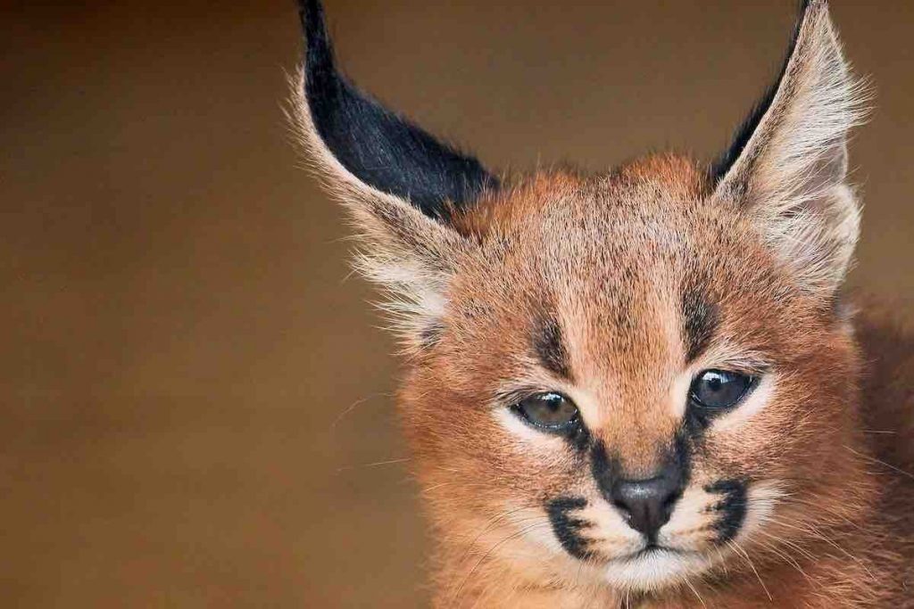 Caracal