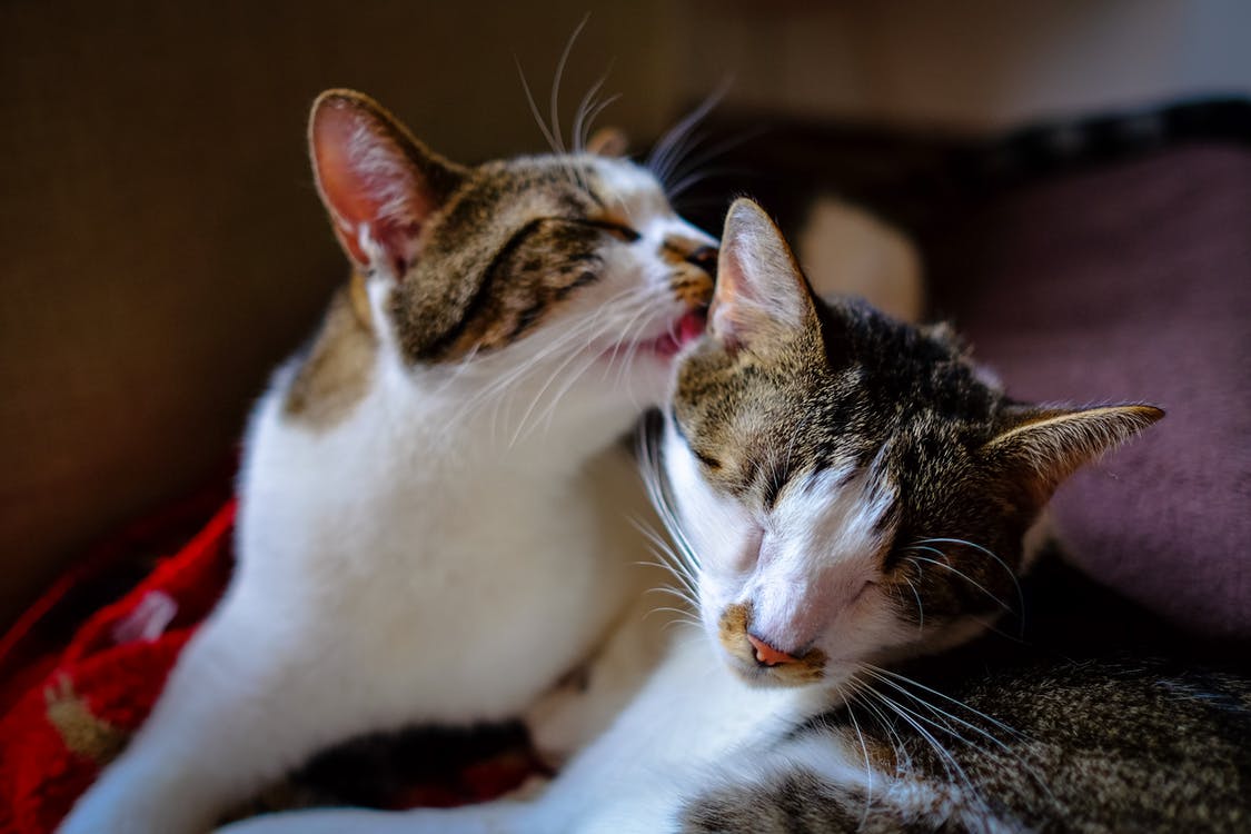 Ils toilettent d'autres chats - et parfois des personnes