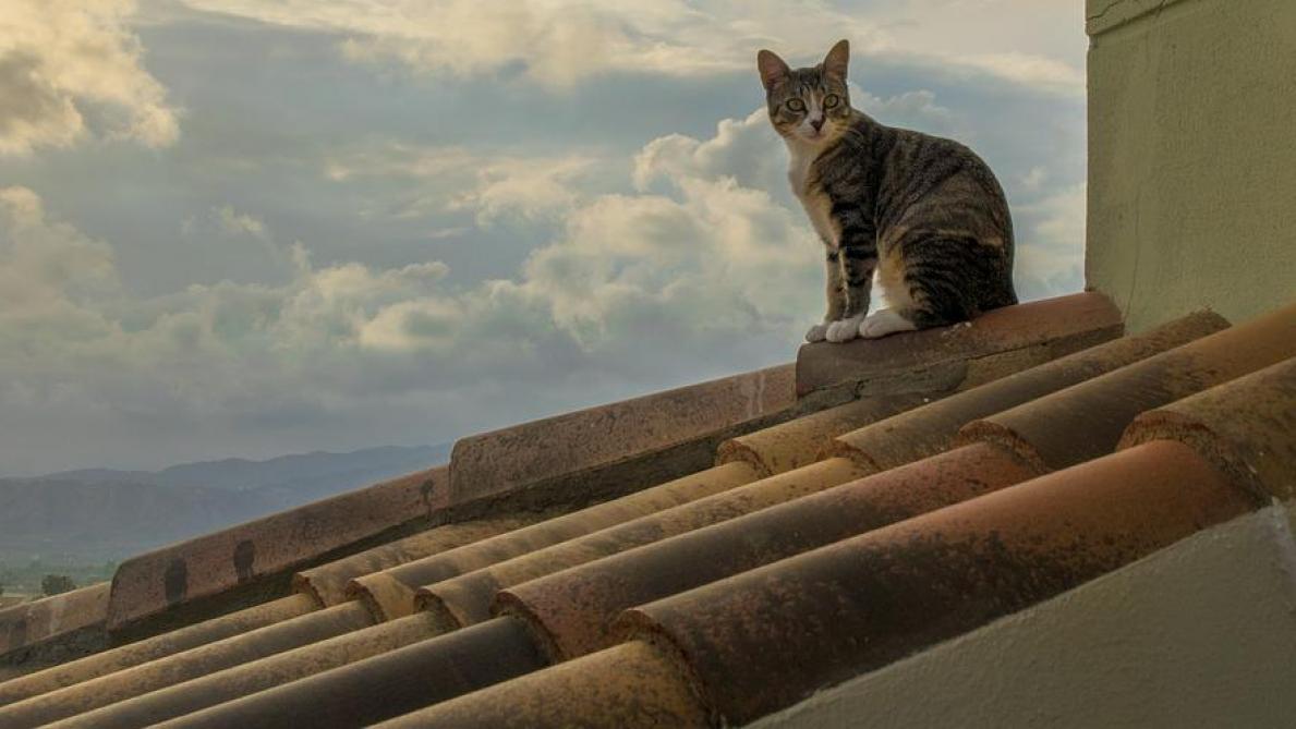 Les chats mâles qui tentent d'atteindre une femelle en chaleur peuvent avoir un comportement très bizarre