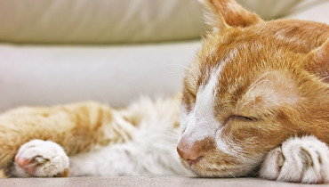Maladie rénale chronique chez le chat : 8 moyens de prévention