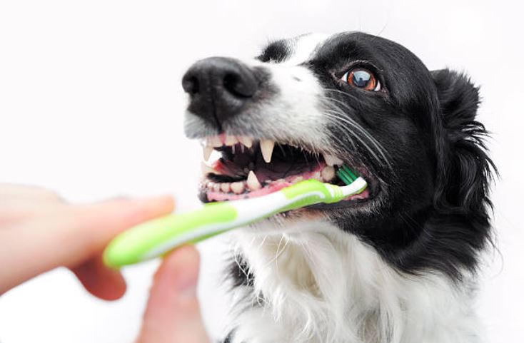 Négliger les dents de votre chien