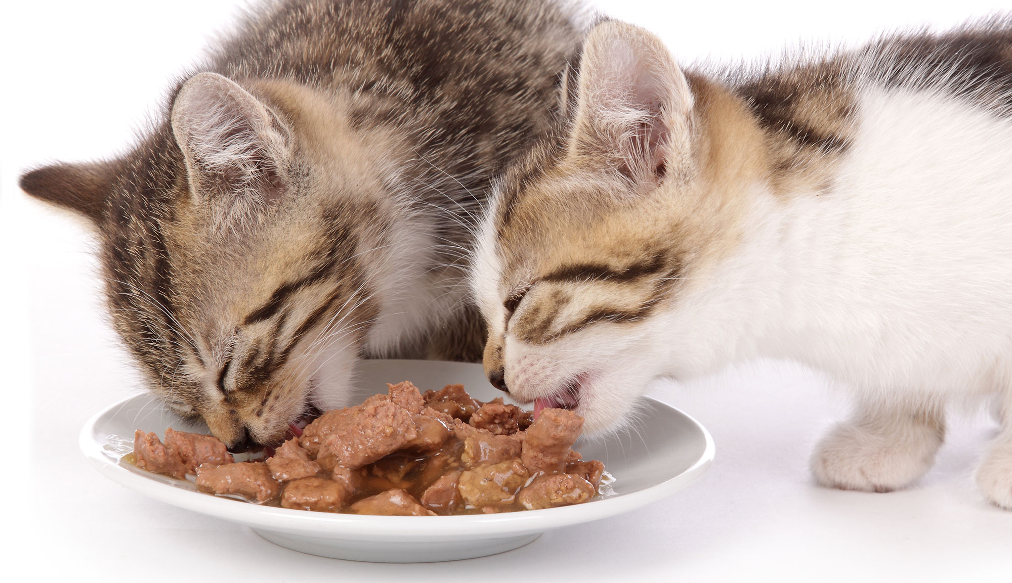 4 recettes pour chats faites maison pour un compagnon bien nourri