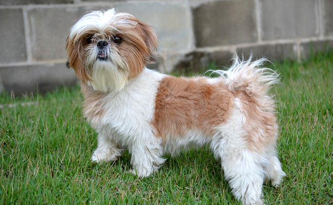 Shih tzu