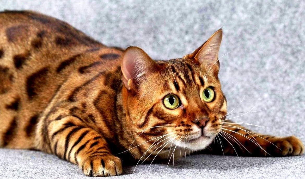 Toyger