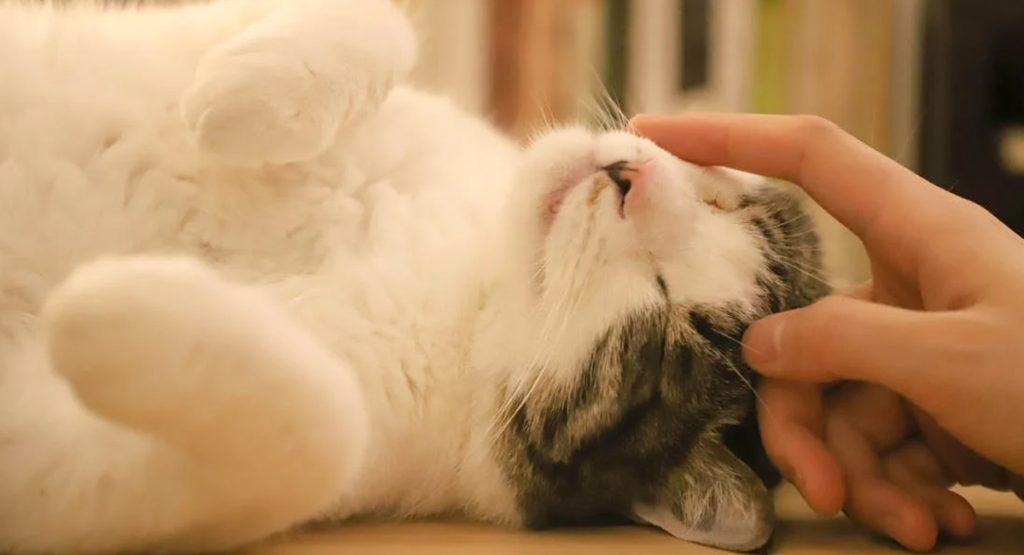 8 conseils pour que votre chat soit heureux à la maison 8 conseils pour que votre chat soit heureux à la maison