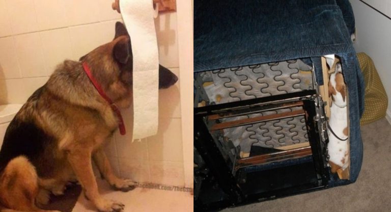 cache-cache avec votre chien