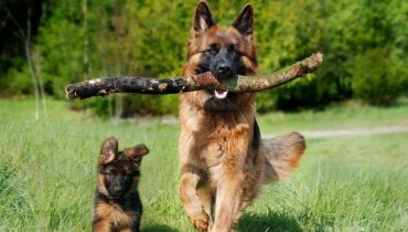 Les 7 meilleures races de chien de protection