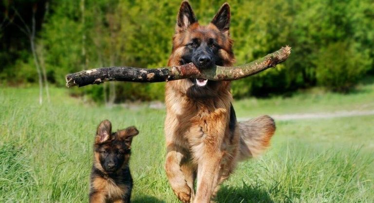 Le berger allemand