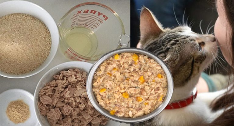 Cuisiner des repas faits maison peut être un vrai régal pour votre chat