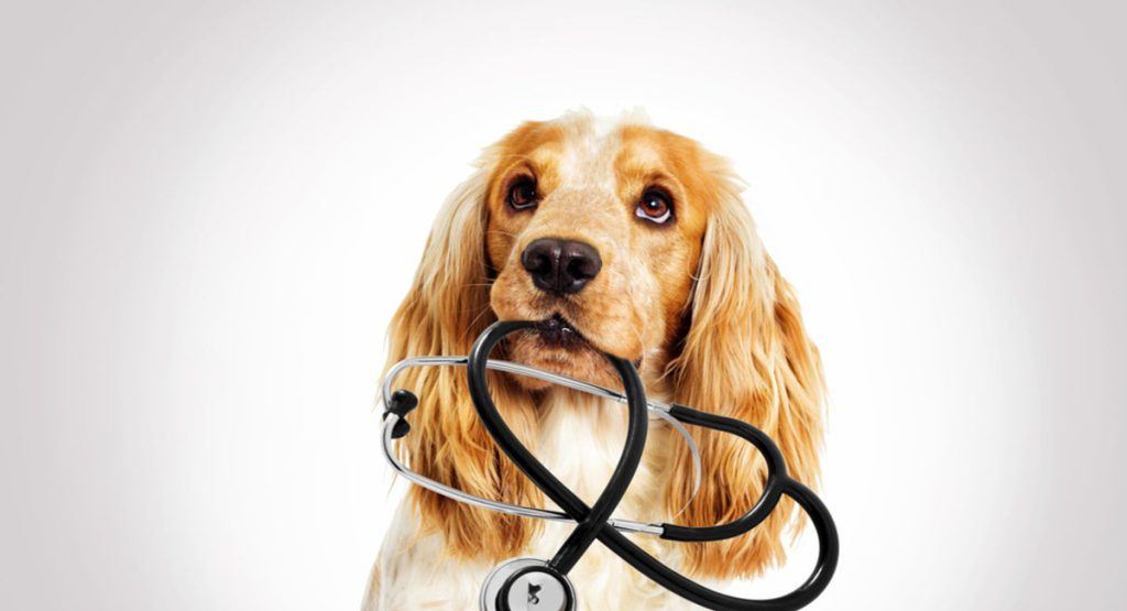 8 bonnes raisons pour lesquelles les animaux de compagnie améliorent votre santé et votre bien-être