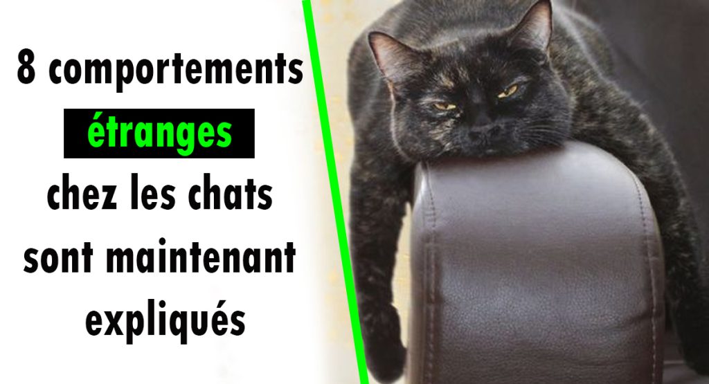 8 comportements étranges chez les chats sont maintenant expliqués Les chats sont de merveilleux compagnons