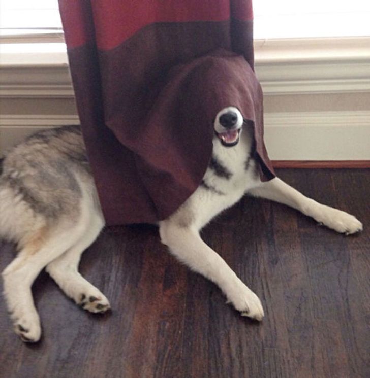 jouer à cache-cache avec votre chien