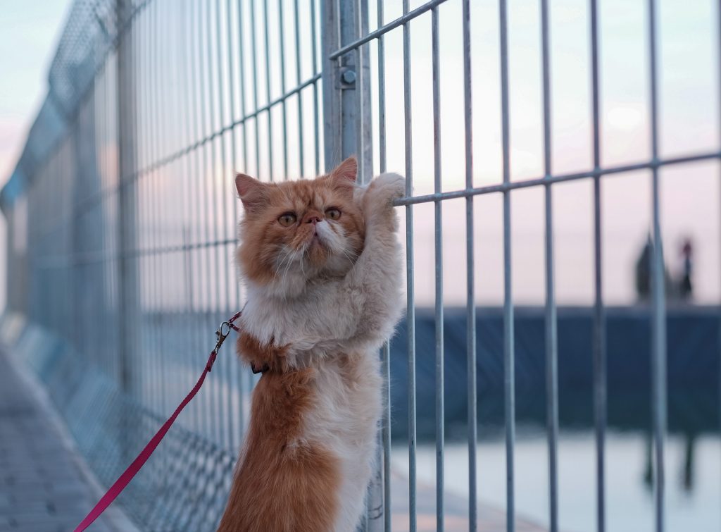 5 conseils pour enseigner à votre chat de se promener en laisse et avec un harnais Entraînez-vous dans la maison