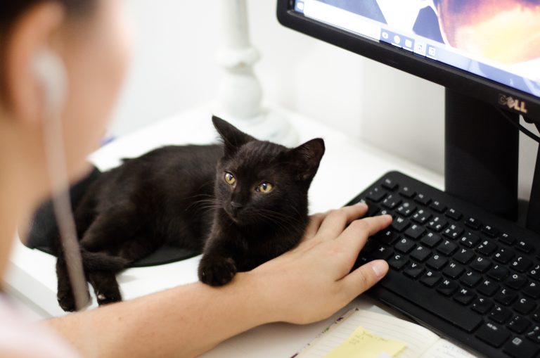 Approchez le chat de la même manière qu'ils se saluent