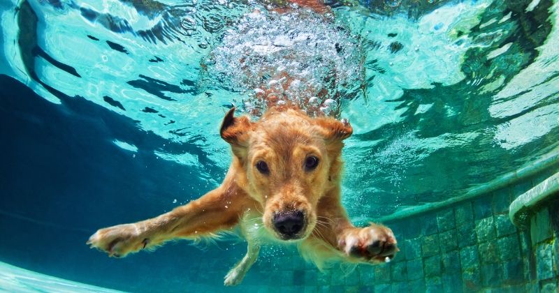 Est-ce que l'eau de piscine est nocive pour la peau des chiens