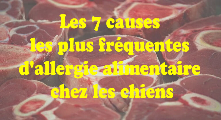 chiens allergie
